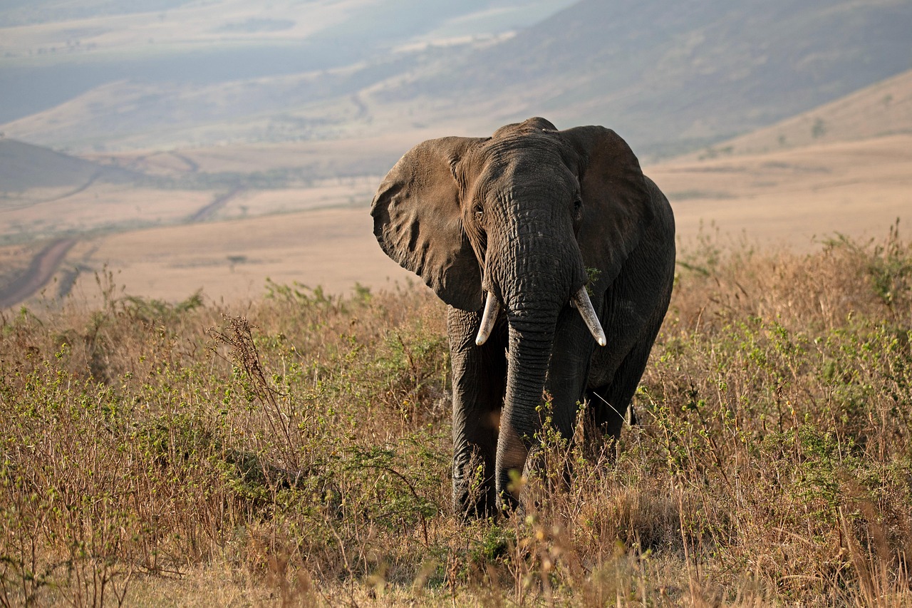 African Elephant